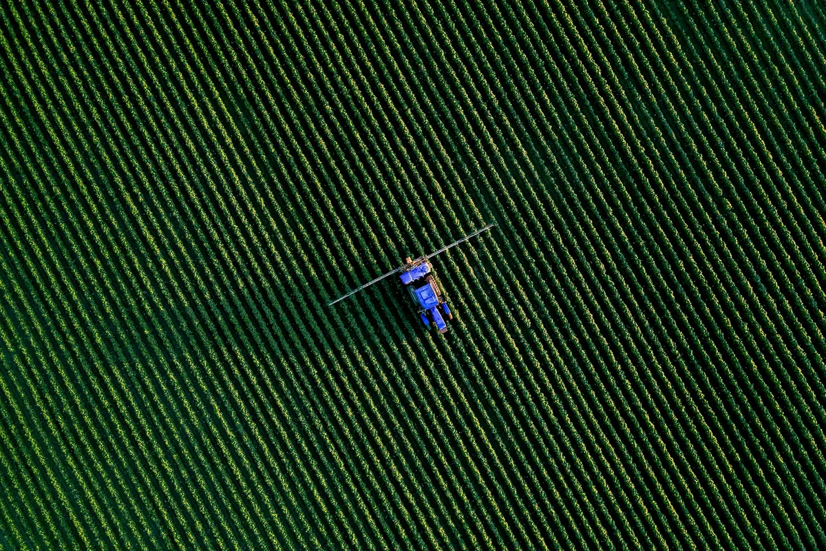 Vista aérea zenital de campo agrícola con hileras verdes perfectamente alineadas.